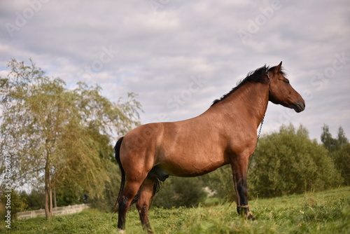 a brown horse is grazing on a green field in summer © OLHA
