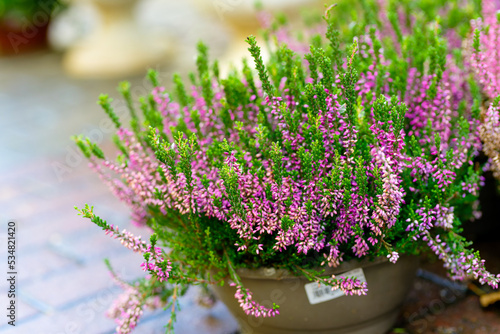 Fotografie Calluna vulgaris, common heather, ling, or simply heather,