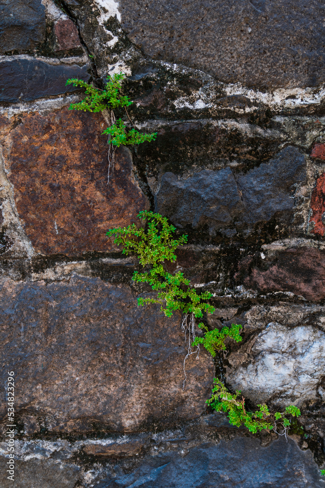 Plants growing in crack in wall