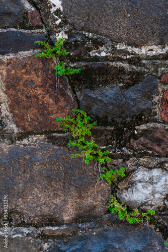 Plants growing in crack in wall