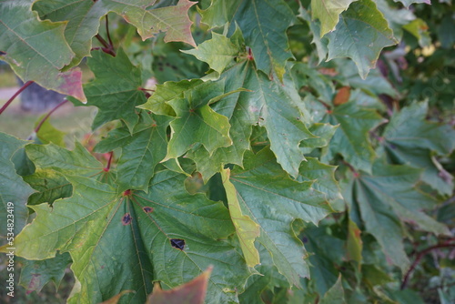 Close up of green maple leaves with dark dots during autumn, fall season photo