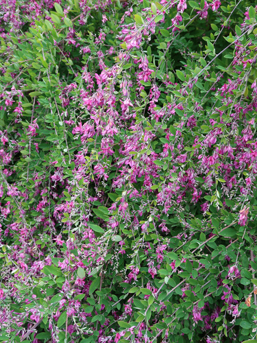 Thurnbergs Buschklee - bush clover - Lespedeza thurnbergii