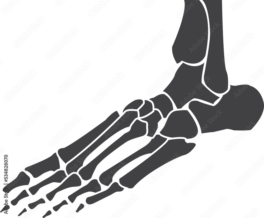 foot bones black and white human skeleton bone foot Stock Illustration