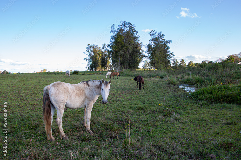 Obraz premium horses grazing in a field in the late afternoon