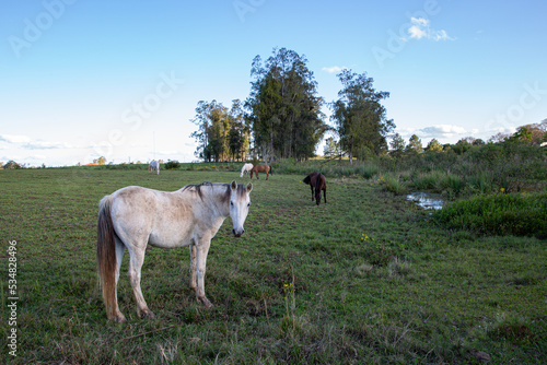 Fototapeta Naklejka Na Ścianę i Meble -  horses grazing in a field in the late afternoon