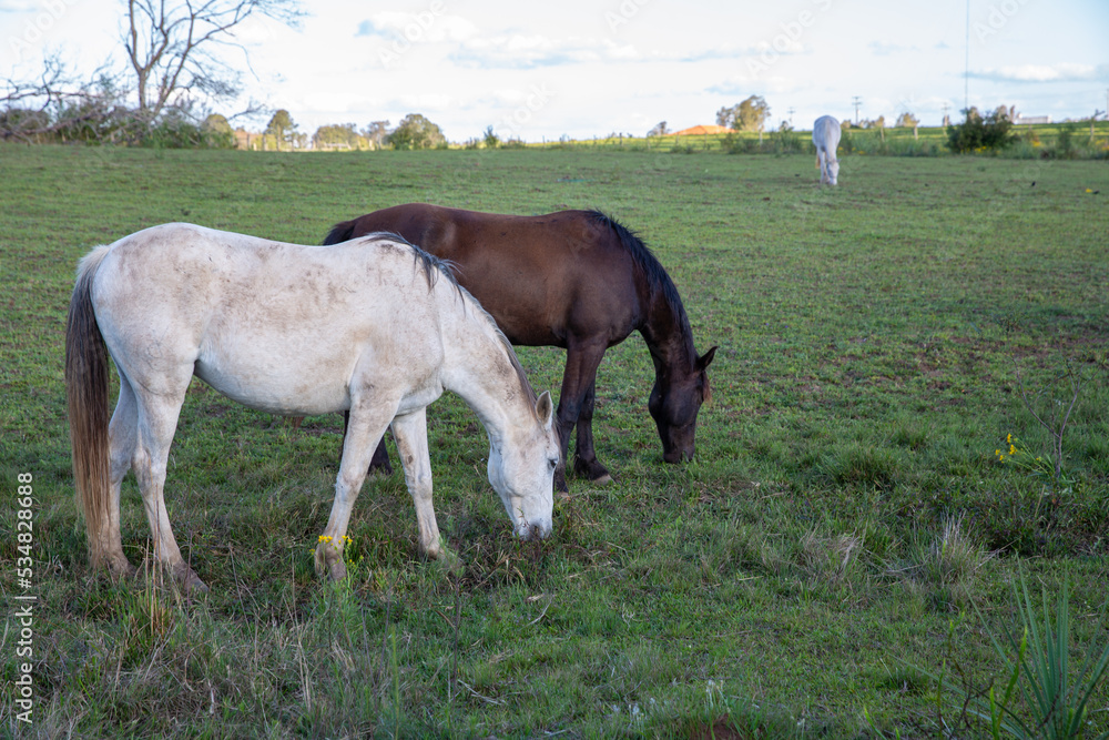 horses grazing in a field in the late afternoon