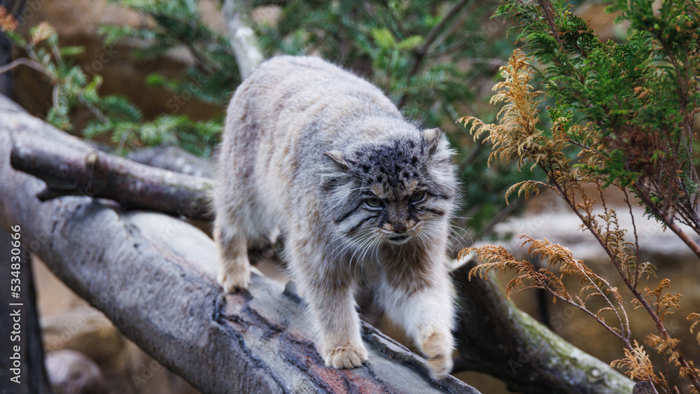 otocolobus manul otocolobus manul
