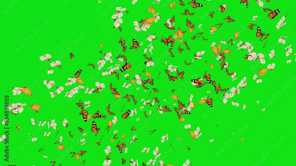 Butterflies cross from center on green screen. Butterflies transition with key color. Color key background. chroma key. 4K butterfly video Butterflies cross from center on green screen. Butterflies transition with key color. Color key background. chroma key. 4K butterfly video