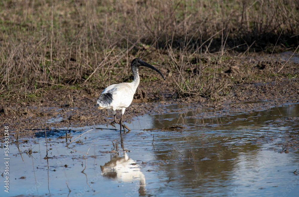 Naklejka premium Australian White Ibis (Threskiornis molucca)