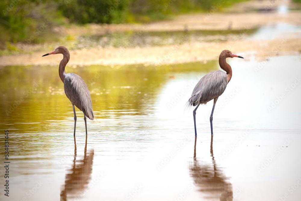 Couple of Reddish Egrets walking on the water. Cuba. Cienaga de Zapata. High quality photo Couple of Reddish Egrets walking on the water. Cuba. Cienaga de Zapata. High quality photo