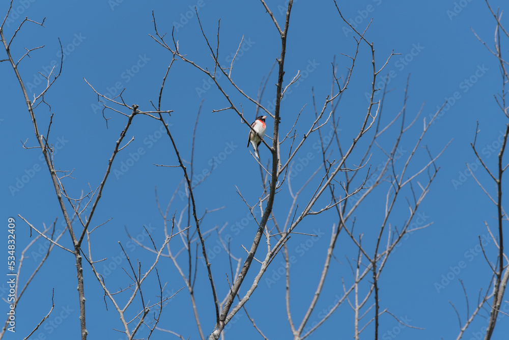 A Rose-breasted Grosbeak Perched On A Branch In Spring A Rose-breasted Grosbeak Perched On A Branch In Spring