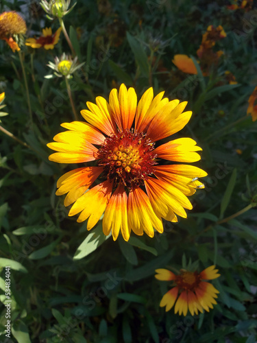 Gaillardia Blossom with Insects  San Pedro  CA