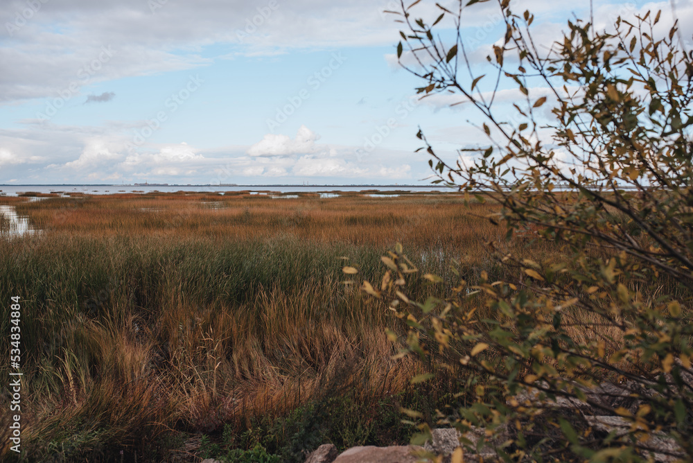 autumn grass landscape field tree