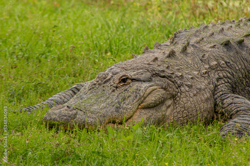Fototapeta premium alligator in the everglades
