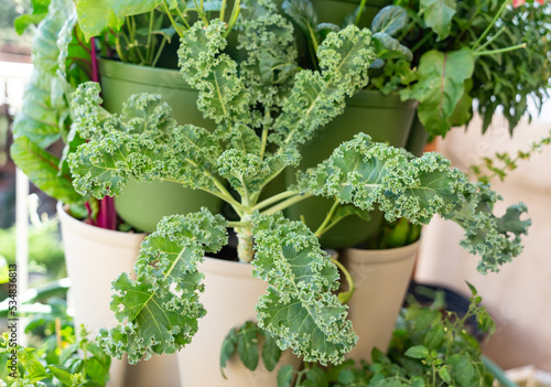 Beautiful green kale growing in a pot. Healthy green plant harvest.