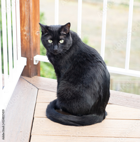 Concerned black cat