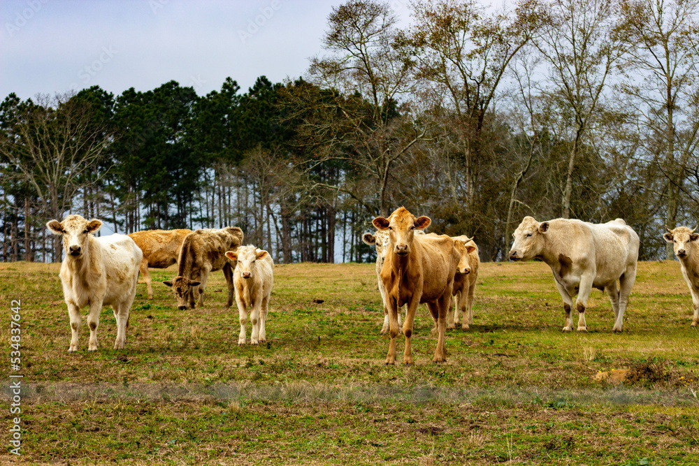 Obraz premium cows in the field