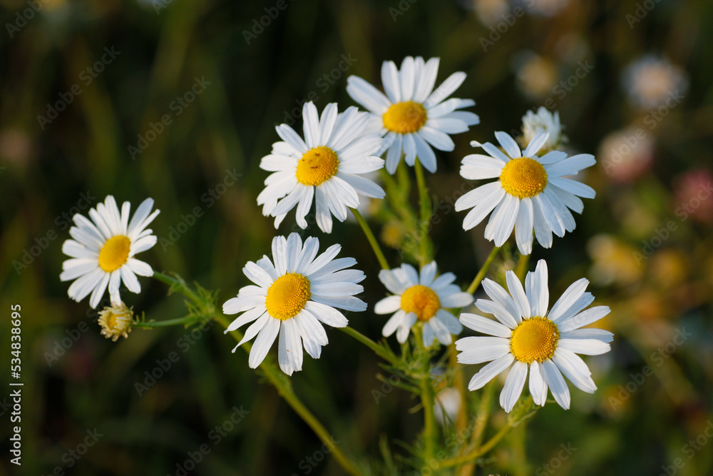 Medicinal plant chamomile blooms in the meadow, close-up view