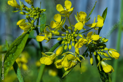 Mustard blossom with yellow flowers close-up