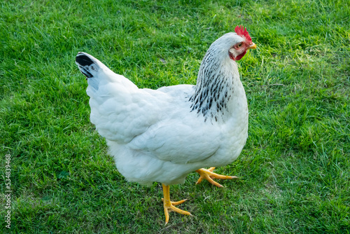 White chicken on green grass close-up