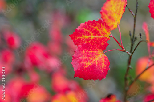 Red leaves on a branch in the garden in autumn