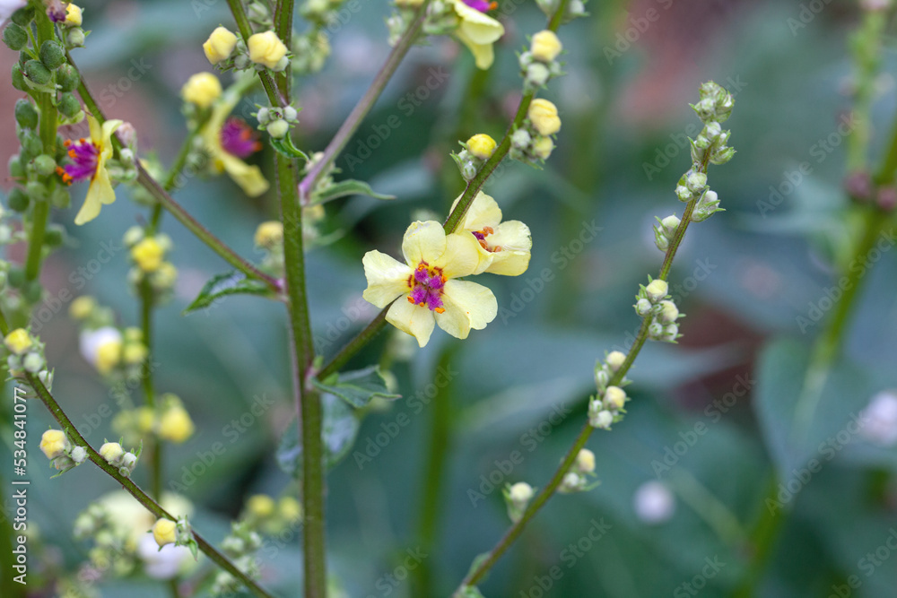 Nettle-leaved mullein, Verbascum chaixii Nettle-leaved mullein, Verbascum chaixii