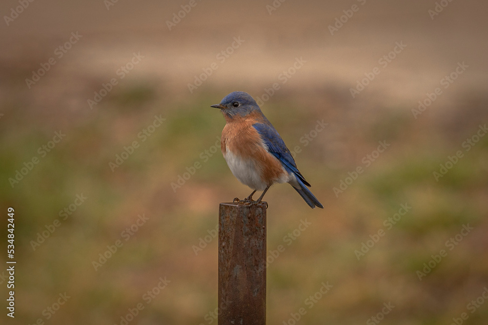 Obraz premium Male Bluebird perched on a post