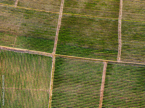 Aeroview of tobacco plantation photo