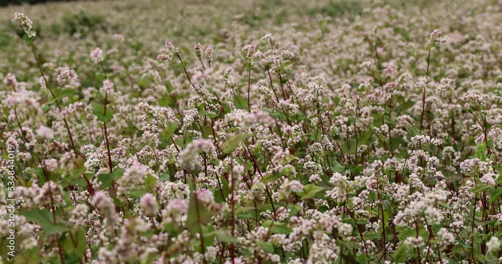 Agricultural field with blooming buckwheat in cloudy weather, cultivation of buckwheat for food production in Eastern Europe Agricultural field with blooming buckwheat in cloudy weather, cultivation of buckwheat for food production in Eastern Europe