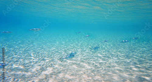 Underwater photo of Silverfish - Trachinotus ovatus 