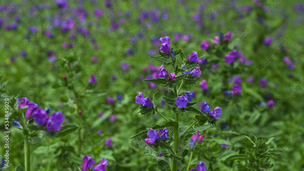salvation jane an invasive weed in Australia salvation jane an invasive weed in Australia