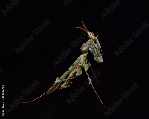 Idolomantis diabolica, Devils Flower Mantis on a black background