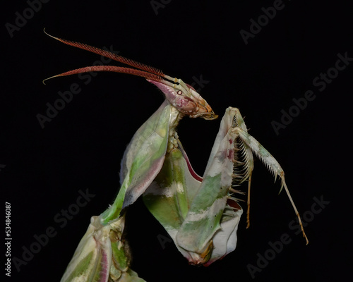 Idolomantis diabolica, Devils Flower Mantis on a black background