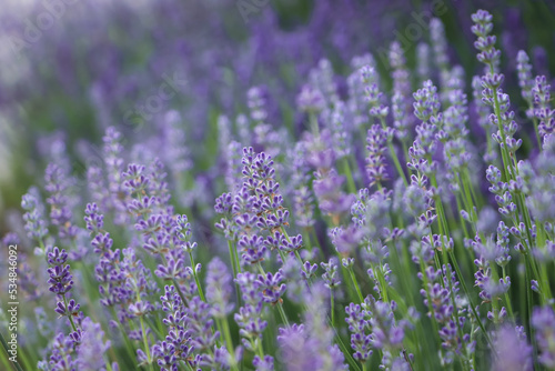 Beautiful blooming lavender plants in field  closeup