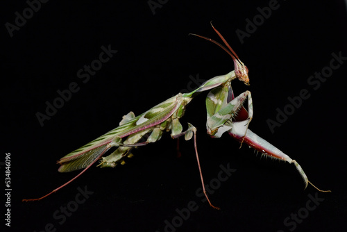 Idolomantis diabolica, Devils Flower Mantis on a black background