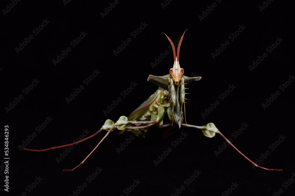 Idolomantis diabolica, Devils Flower Mantis on a black background Idolomantis diabolica, Devils Flower Mantis on a black background