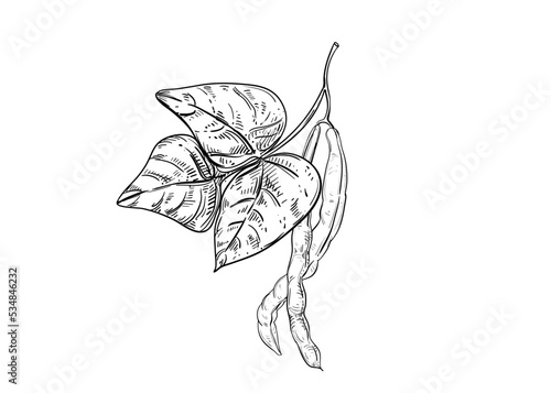 Hand drawn sketch black and white illustration set of green bean, leaf, pod. Vector illustration. Elements in graphic style label, sticker, menu, package. Engraved style illustration.