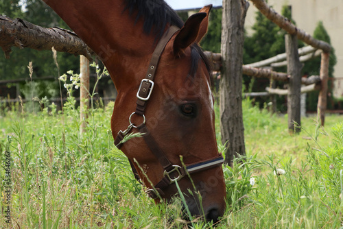 Beautiful horse grazing on green grass in paddock outdoors, closeup