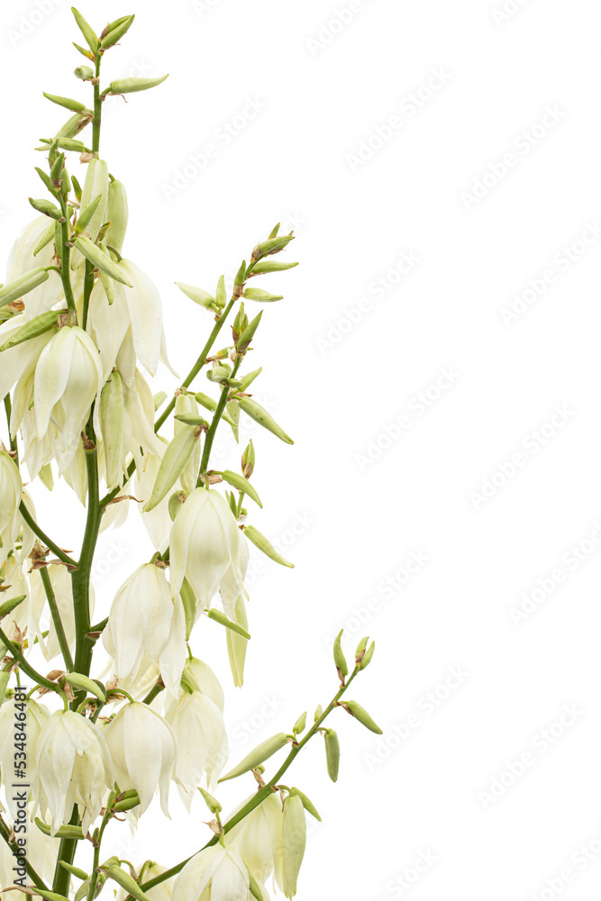 White flowers of yucca, isolated on white background