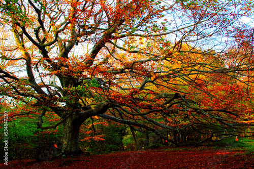 Fantastic right-curved beech tree with huge long branches and autumn colored mostly red leaves in Monte San Vicino e Monte Canfaito natural reserve