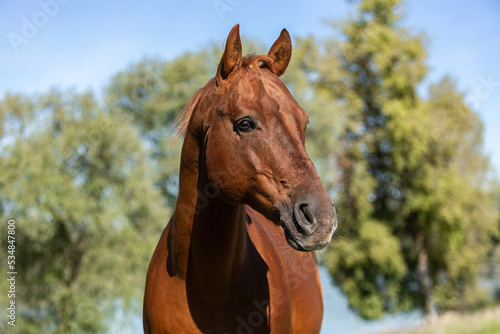 Portrait of a beautiful dark chestnut brown western quarter horse gelding on a meadow in late summer outdoors