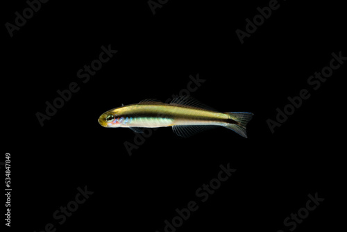 Striped Dartfish (Parioglossus dotui) juvenile