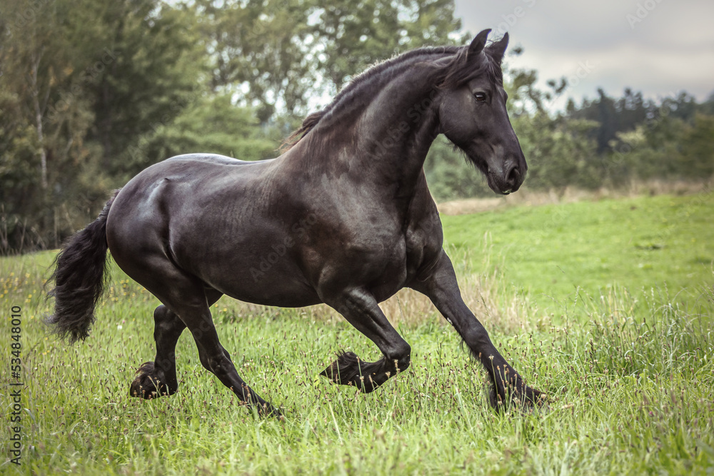 Portrait of a friesian horse in motion: A black friesian gelding running across a pasture in autumn at a rainy day outdoors Portrait of a friesian horse in motion: A black friesian gelding running across a pasture in autumn at a rainy day outdoors