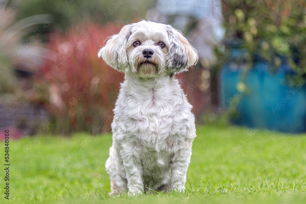 Portrait of a cute white havanese dog in a garden in autumn outdoors Portrait of a cute white havanese dog in a garden in autumn outdoors