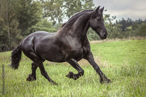 Portrait of a friesian horse in motion: A black friesian gelding running across a pasture in autumn at a rainy day outdoors