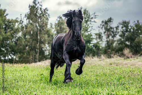 Portrait of a friesian horse in motion  A black friesian gelding running across a pasture in autumn at a rainy day outdoors