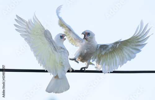 Two White Parrots fighting on a Power line - Little Corellas, Scientific name Cacatua sanuinea photo