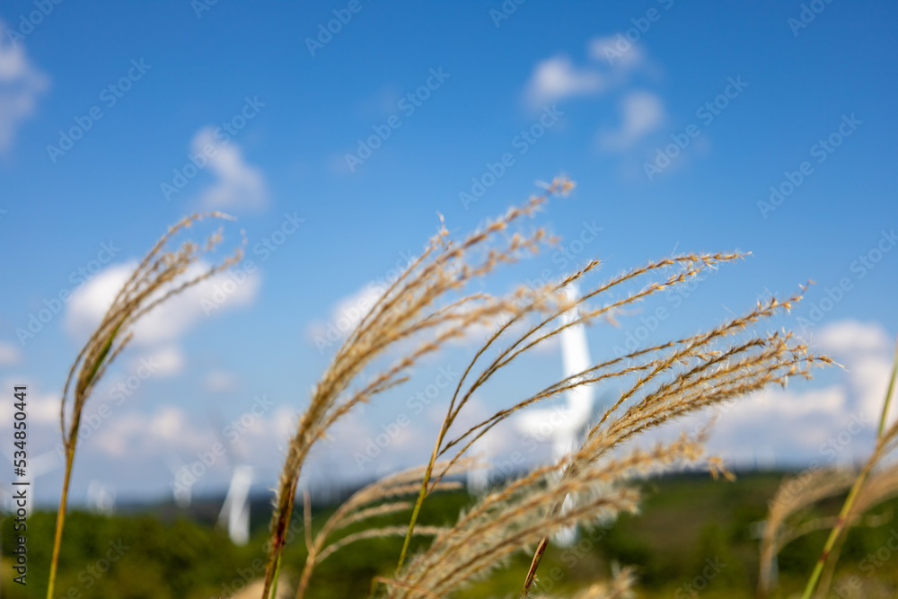 Silver grass and windmill in Aoyama Plateau Silver grass and windmill in Aoyama Plateau