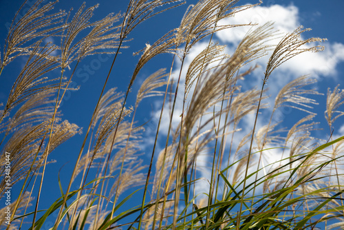 Silver grass in the blue sky Part.2