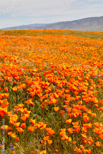Orange poppies blooming everywhere covering the entire valley near Los Angeles California USA © Jill Greer